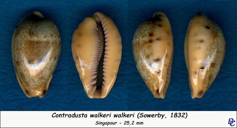 Contradusta walkeri (Sowerby I, 1832) Walker12