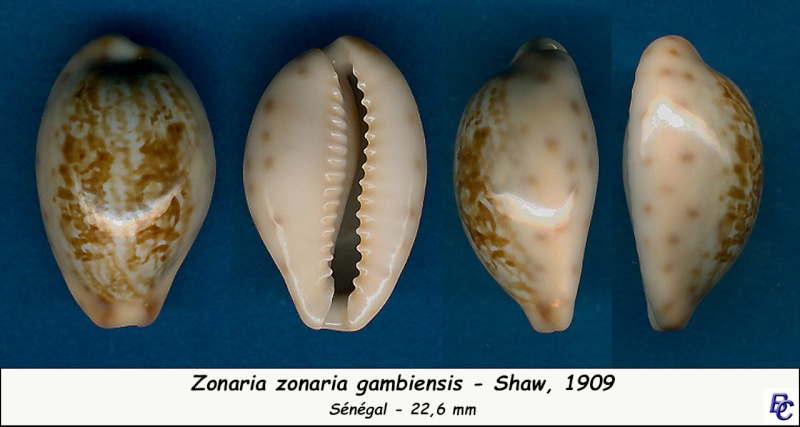 Zonaria zonaria gambiensis Shaw, 1909 voir Zonaria zonaria - Page 2 Zonari11