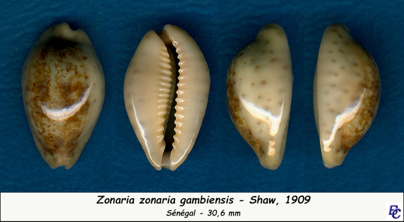 Zonaria zonaria gambiensis Shaw, 1909 voir Zonaria zonaria - Page 2 Zonari14