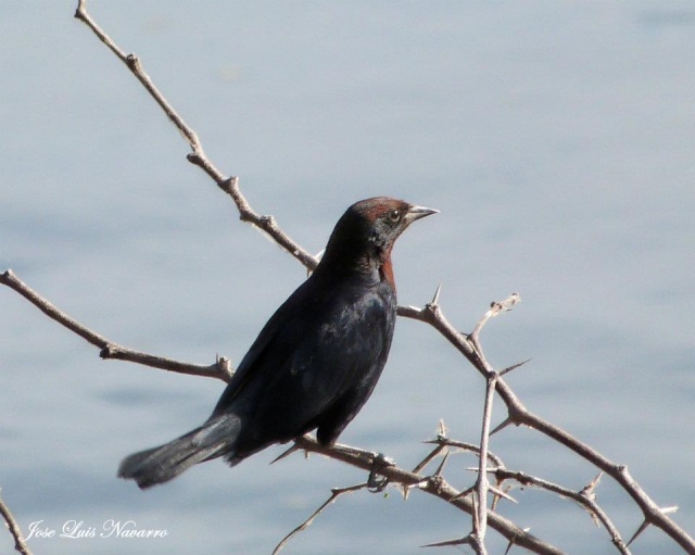 Varillero congo ( Agelaius ruficapillus ) 41863110