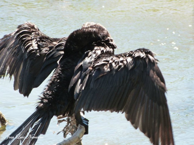 Bigua( Phalacrocorax brasilianus ) 48650510