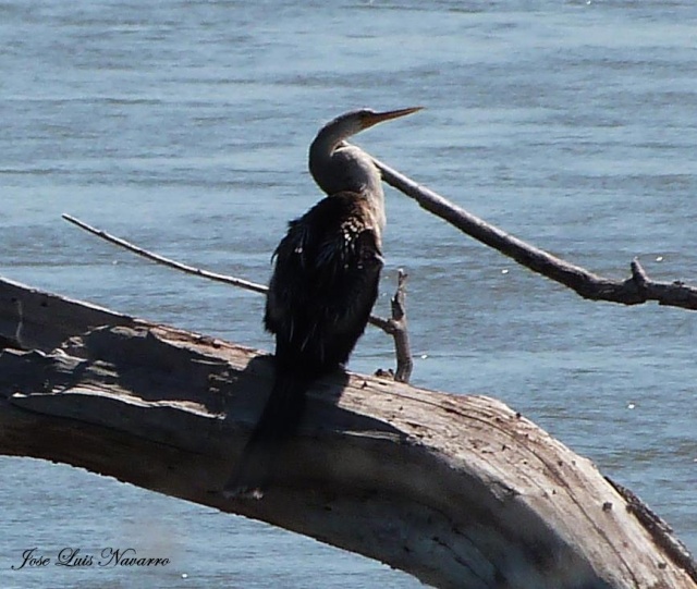 Aninga (Anhinga anhinga) 57738410