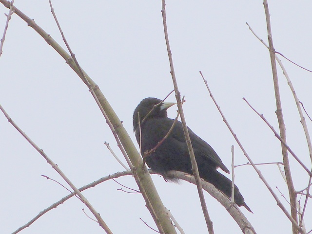 Boyero negro (Cacicus solitarius) P1130811