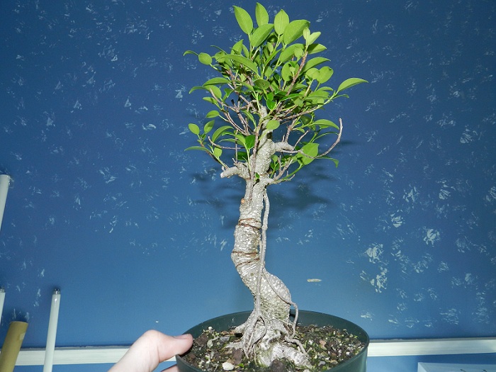 Ficus microcarpa Progression 00111