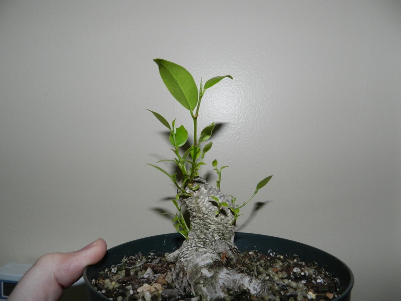 Ficus microcarpa Progression 00313