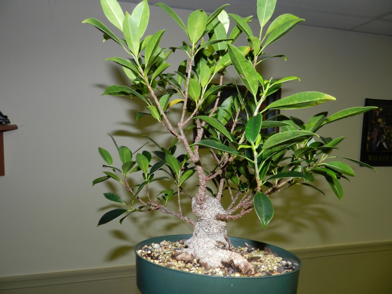 Ficus microcarpa Progression 00314