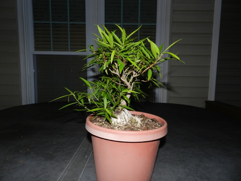 Sumo Shohin Willow Leaf Ficus - Page 3 04810