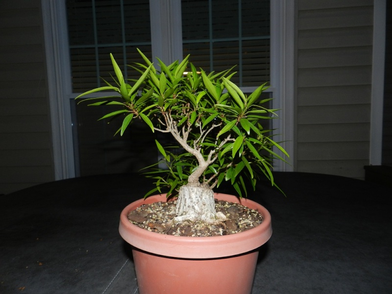 Sumo Shohin Willow Leaf Ficus - Page 3 04910