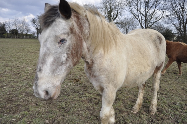 EGLANTINE - ONC selle typée Appaloosa née en 1993 - adoptée en août 2011 par anne-canelle - Page 5 Au_ryg10