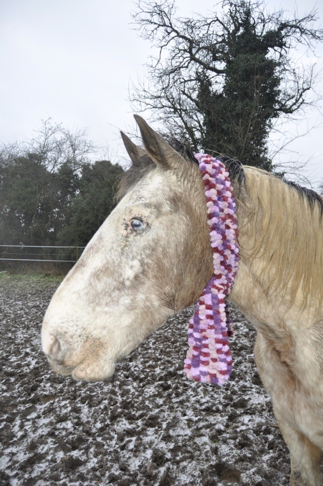 EGLANTINE - ONC selle typée Appaloosa née en 1993 - adoptée en août 2011 par anne-canelle - Page 5 Merci_10