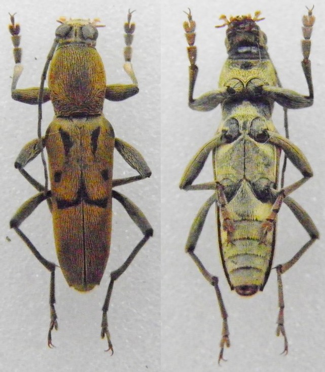 [Chlorophorus copiosus] Cerambycinae du Laos Laos_n11