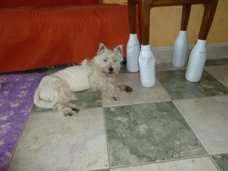 JAZZY et JOCKER la fraterie westie - Page 2 P1030316