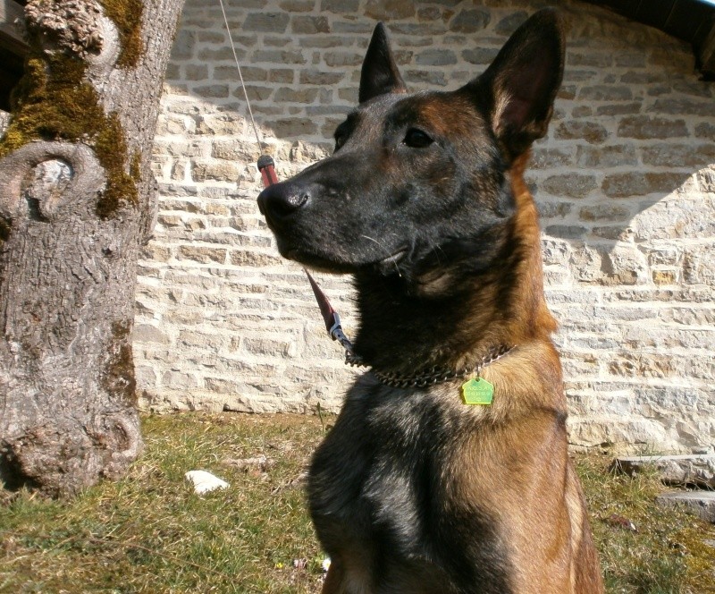 LEON, Berger Malinois de 4 ans - Page 4 11_03_11