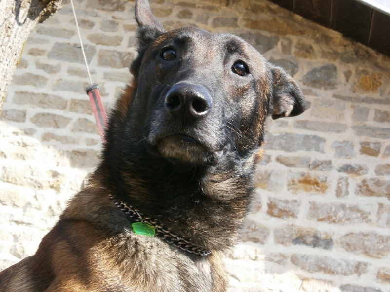 LEON, Berger Malinois de 4 ans - Page 4 11_03_12