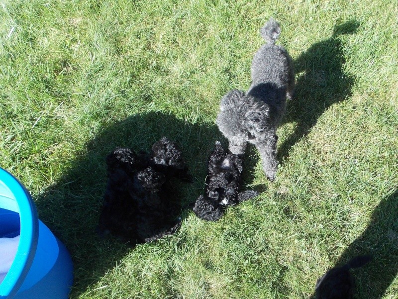 UPDATE on Abbys pups now 7 weeks old Dscn3711