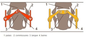 Le Mors du cheval: trouvez la bonne embouchure à votre cheval Effets10