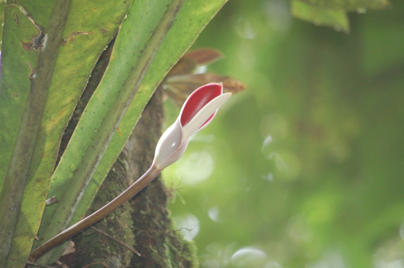 Philodendron bipinnatifidum ( ou selloum ) Dsc_0810