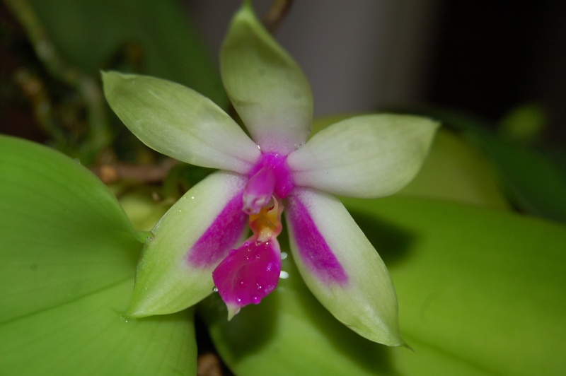 phalaenopsis violacea Dsc_4513