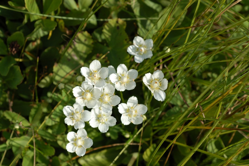 parnassia palustris Dsc_4720