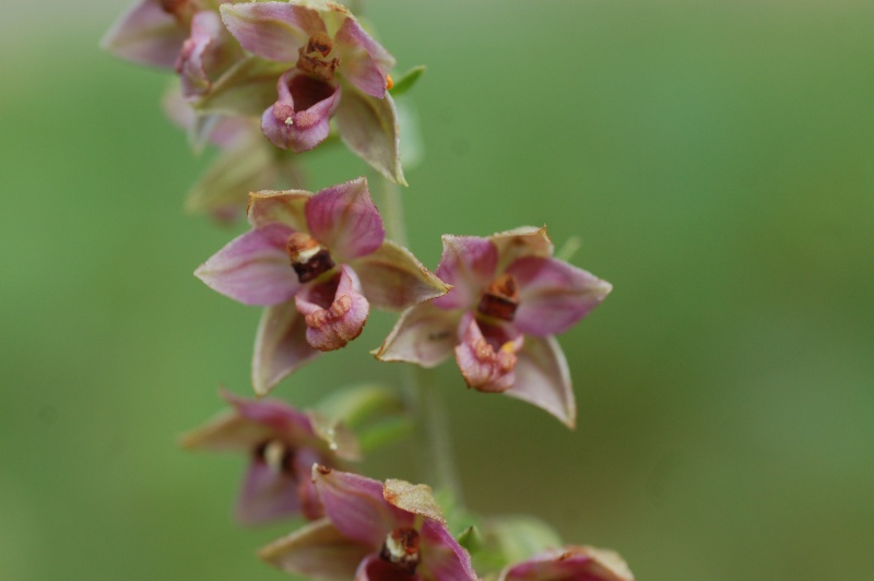 epipactis helleborine Dsc_4722