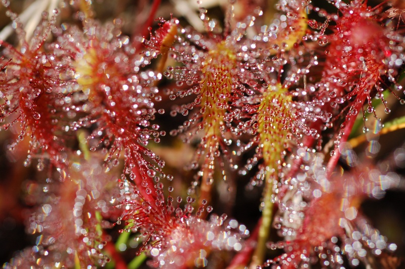 drosera longifolia Dsc_4822