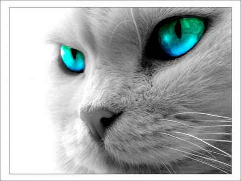 Les yeux des chats  A_phot10