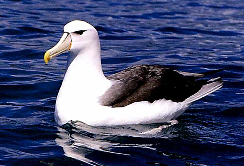 Les albatros trahis par la vidéosurveillance Albatr12