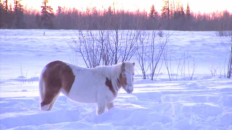 Cheval iakoute de Sibérie Cheval12