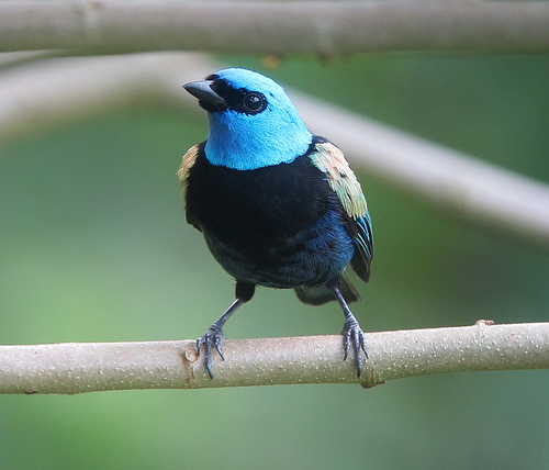 Oiseaux du Brésil, les tangaras Tangar12