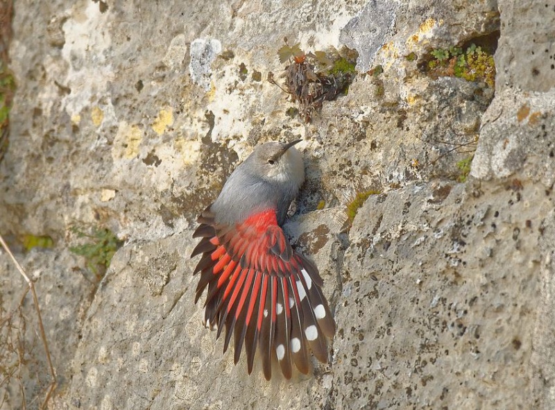 Un oiseau. Captur23