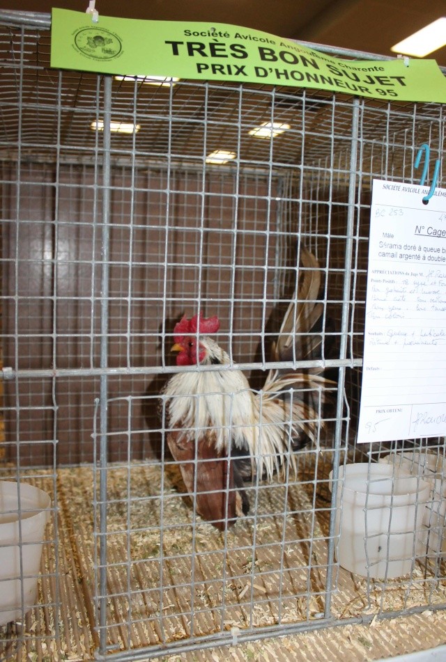 Exposition nationale d'aviculture d'Angoulême Charente 21-22 février 2015 Img_4226