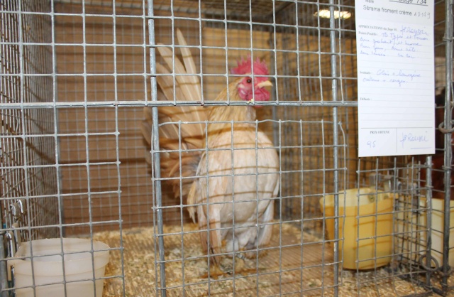 Exposition nationale d'aviculture d'Angoulême Charente 21-22 février 2015 Img_4227