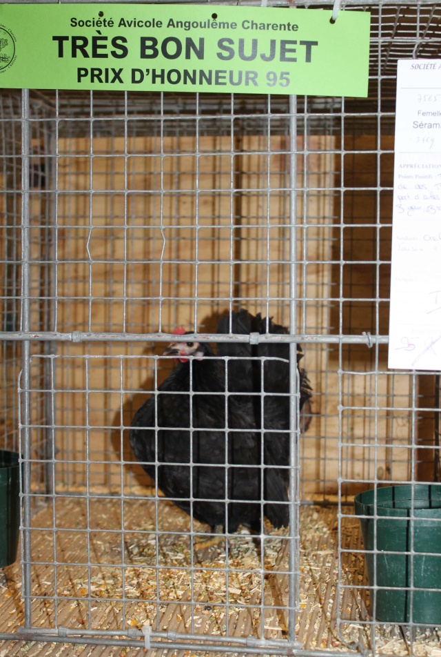 Exposition nationale d'aviculture d'Angoulême Charente 21-22 février 2015 Img_4321