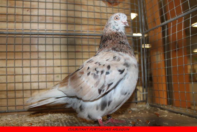 Exposition nationale d'aviculture d'Angoulême Charente 21-22 février 2015 Img_4339