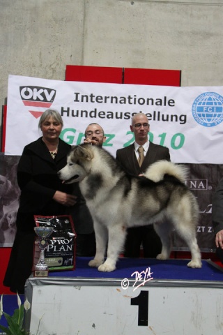 BIS BISS MULTI CH Are You In ( CH Wild Winds Vindicator O' Vdc x Cindy Della Vigna Della Corte ) Bis_bi11