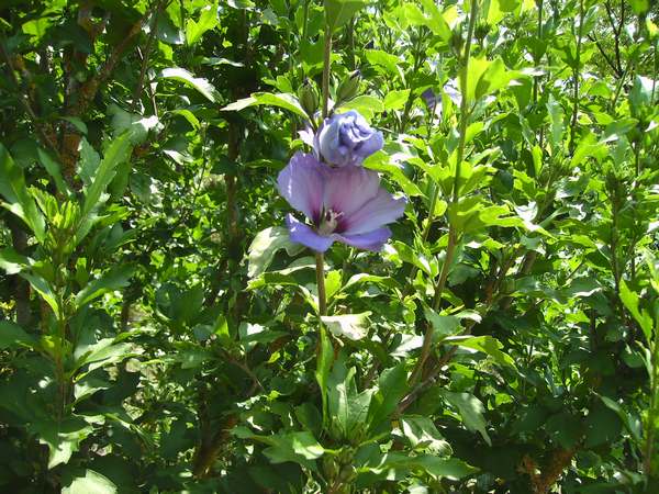 Hibiscus Syriacus  Altea_10