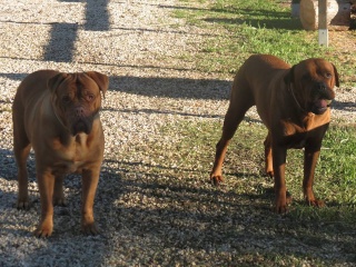 BANDIT croisé dogue/dogue bordeaux 10872610