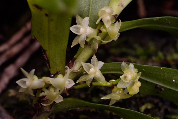 Angraecum multiflorum Angrae10