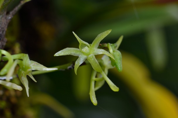 Angraecum calceolus Angrae24