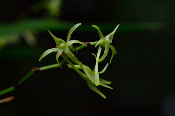 Angraecum calceolus Angrae25