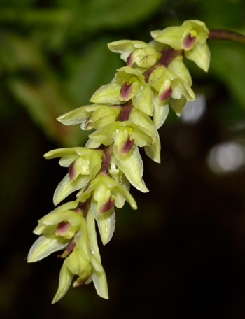 Bulbophyllum Bulbop18