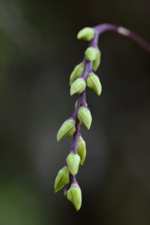 Bulbophyllum Bulbop20