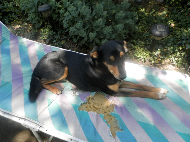 Louna x pinscher de 11ans à l'adoption (60) I1pds10