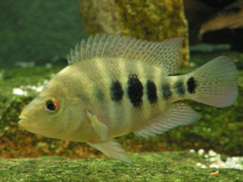 Amphilophus xiloaensis Photo_11