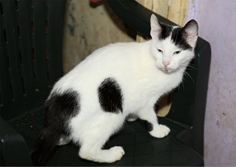 Blanco petit mâle de 9 mois - Refuge du Chat Libre de Marseille Blanco14