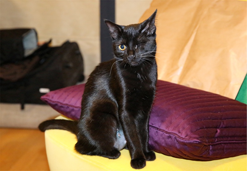 Gina, petite chatte handicapée, née en août 2014 - Adoptée. Hx9a5511