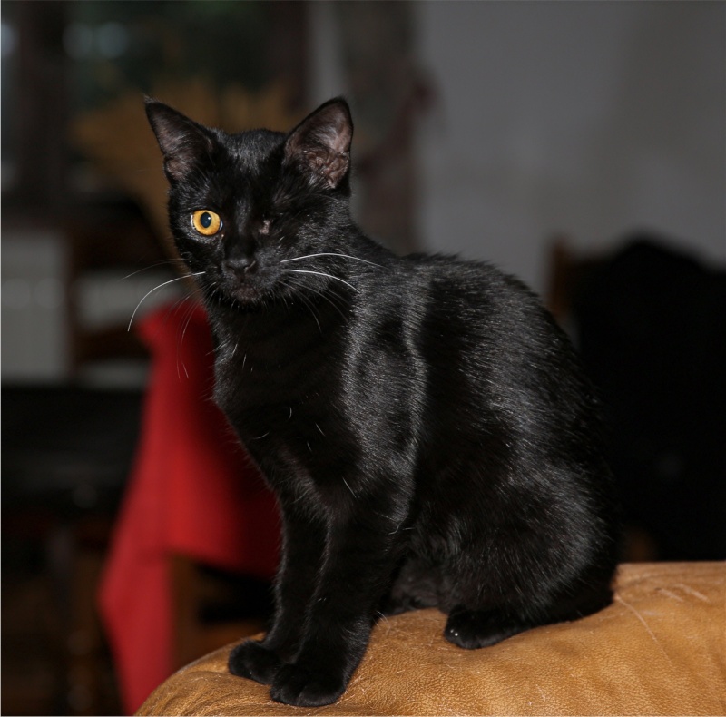 Gina, petite chatte handicapée, née en août 2014 - Adoptée. Hx9a7425