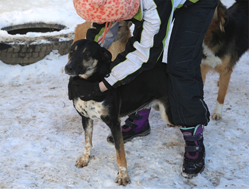 Sofia, puce très sociable, sauvée d'un raid des dog catchers, née en février 2013 Sofia_12