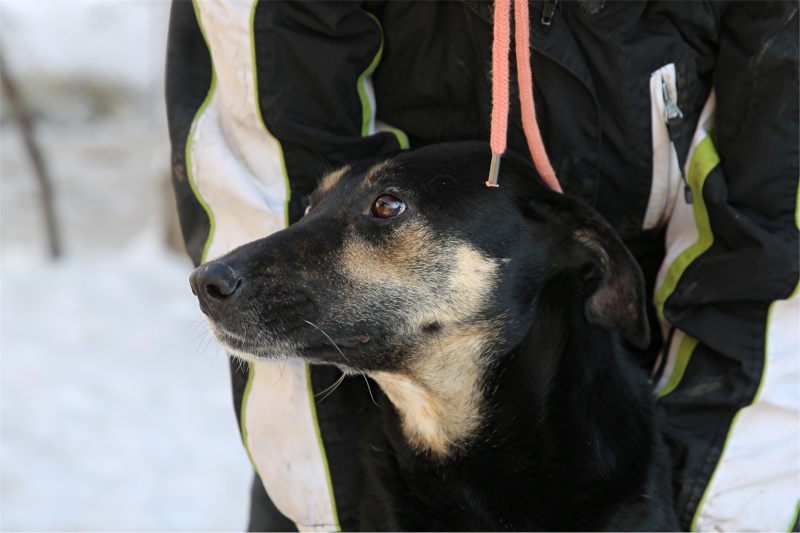 Sofia, puce très sociable, sauvée d'un raid des dog catchers, née en février 2013 Sofia_13