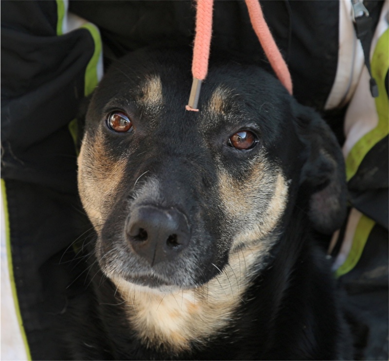 Sofia, puce très sociable, sauvée d'un raid des dog catchers, née en février 2013 Sofia_14